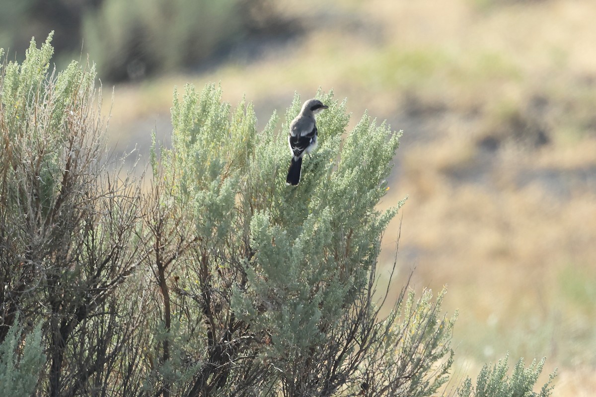 Loggerhead Shrike - ML623254326