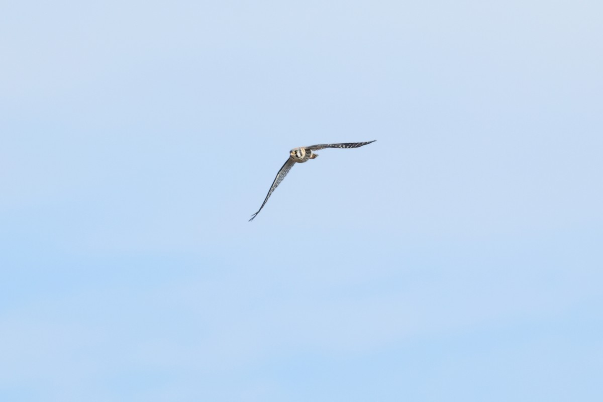 American Kestrel - ML623254331