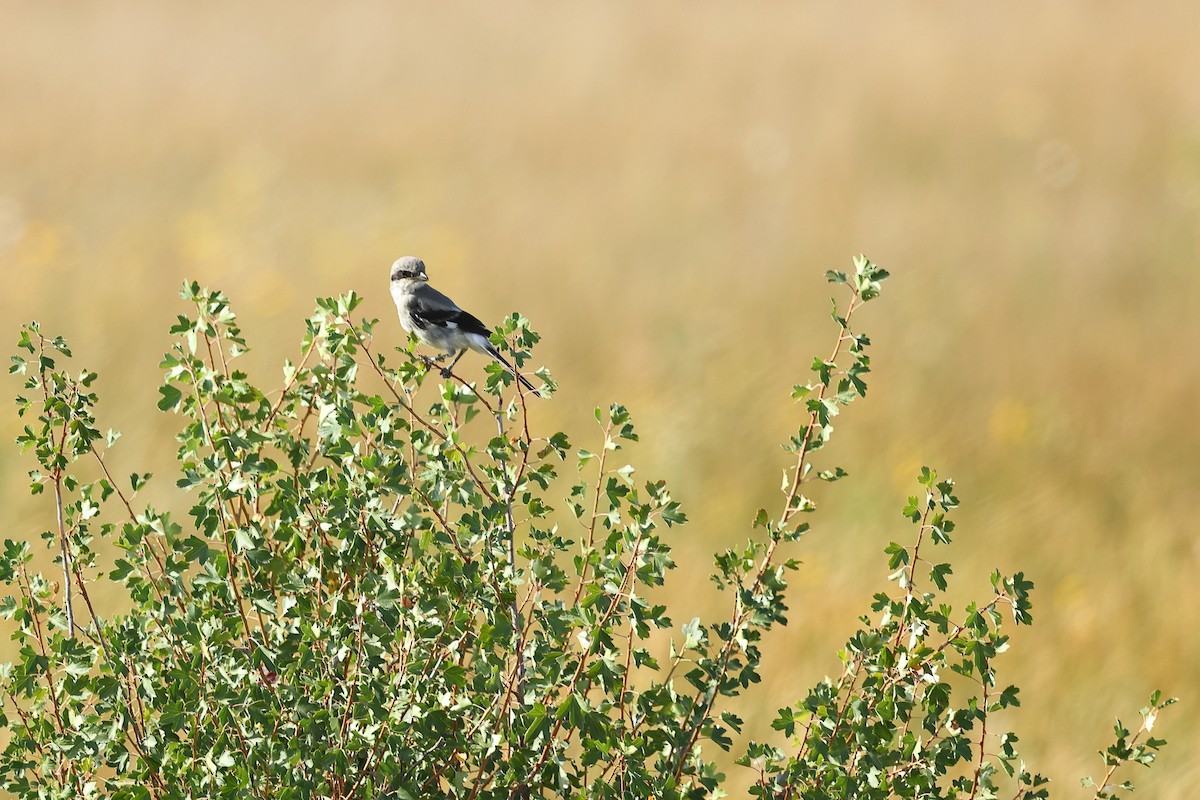 Loggerhead Shrike - ML623254339