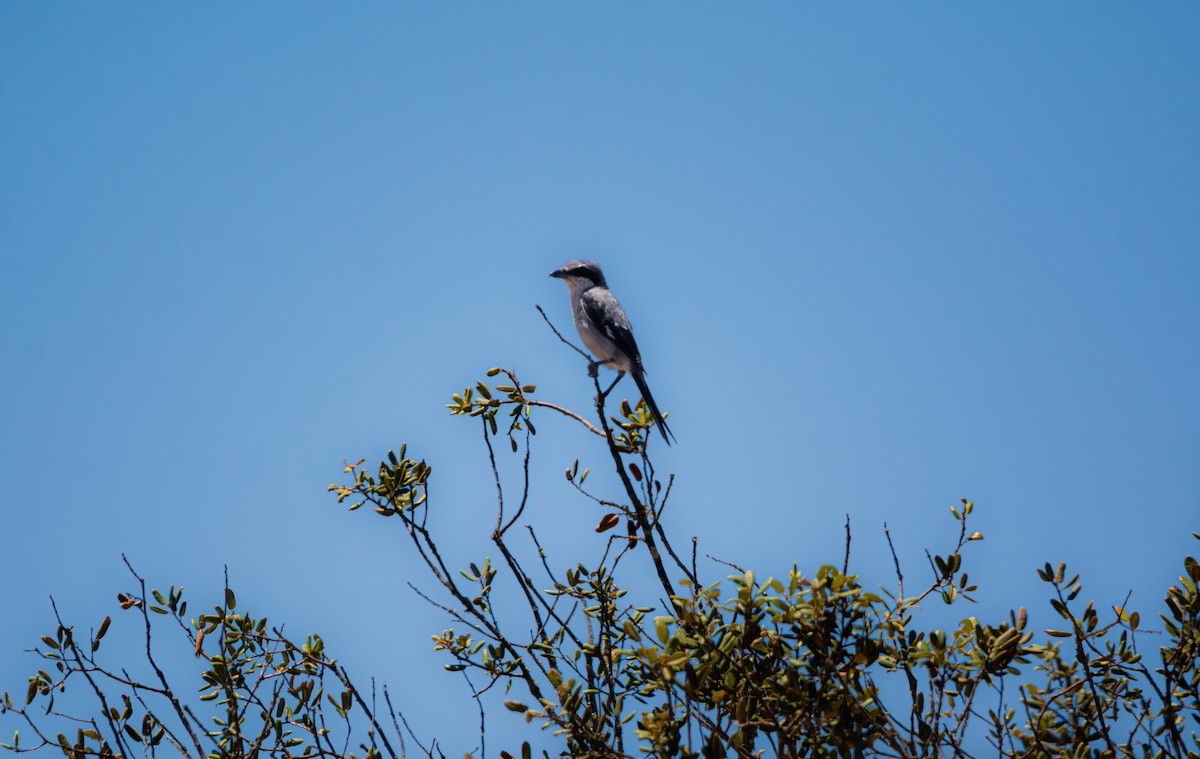 Iberian Gray Shrike - Tristan Ducharme