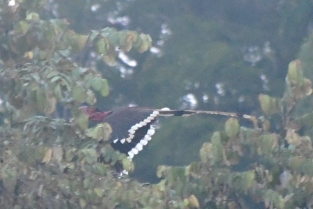 Helmeted Hornbill - ML623254432