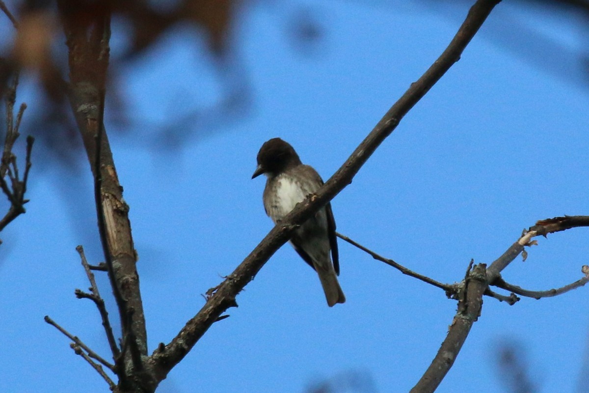 Olive-sided Flycatcher - ML623254442