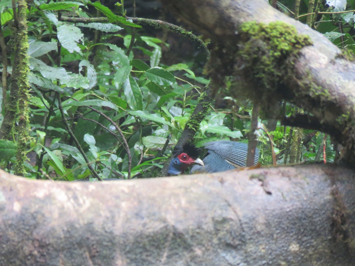 Eastern Crested Guineafowl - ML623254444