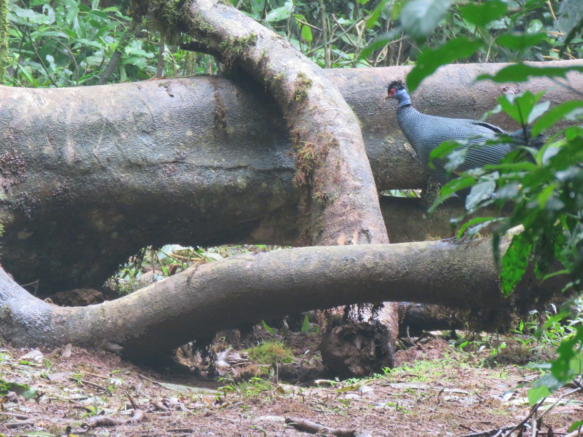 Eastern Crested Guineafowl - ML623254446