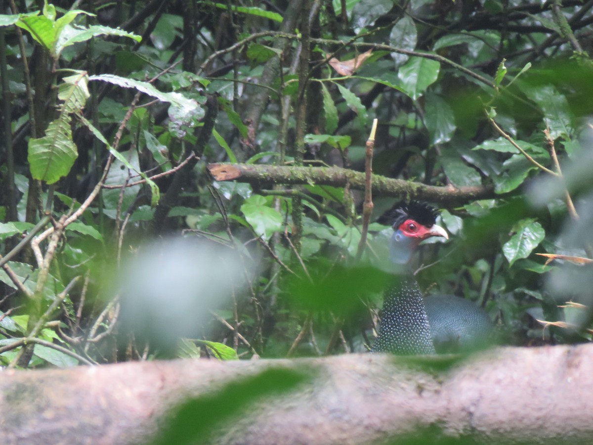 Eastern Crested Guineafowl - ML623254467