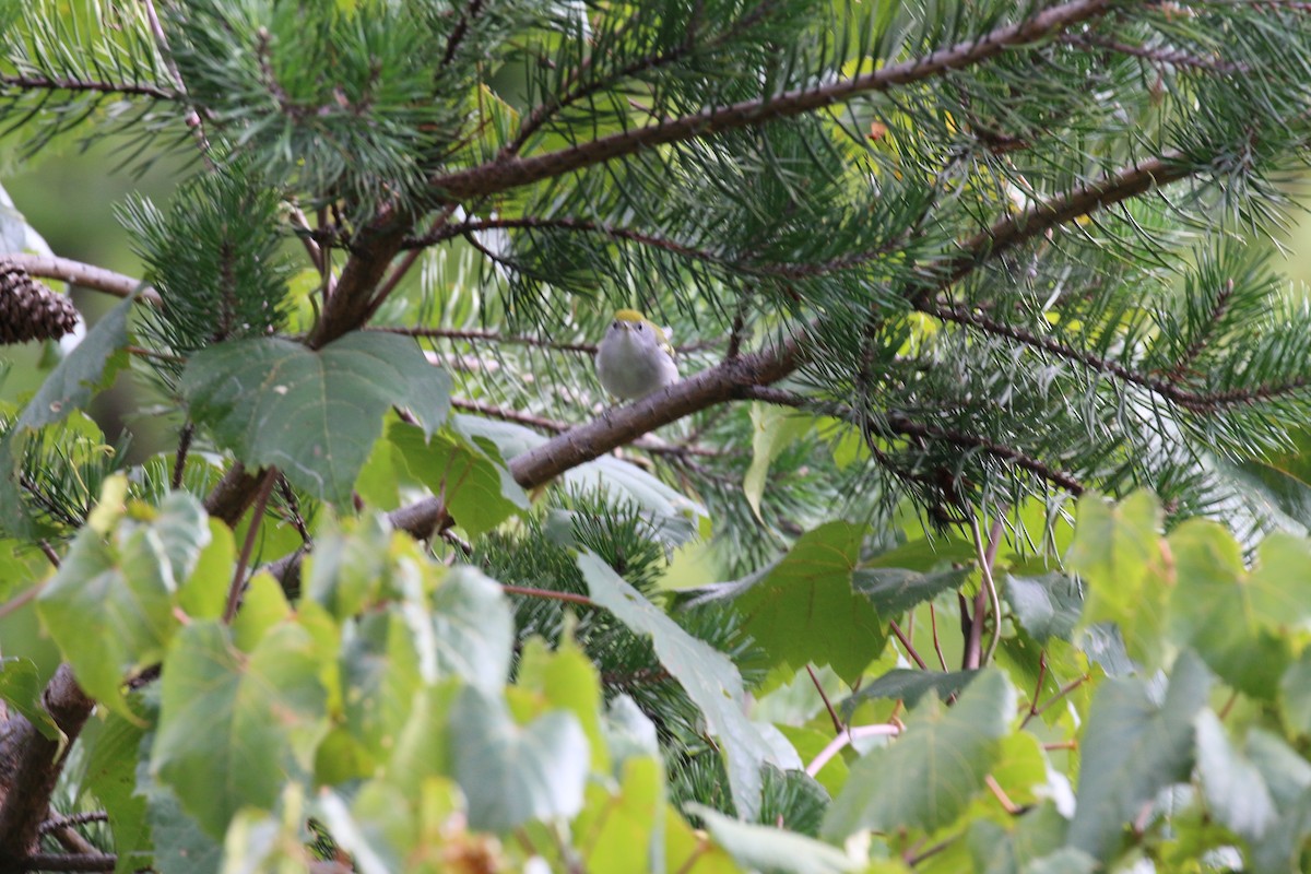 Chestnut-sided Warbler - ML623254516