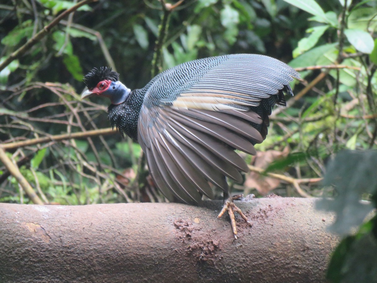 Eastern Crested Guineafowl - ML623254605