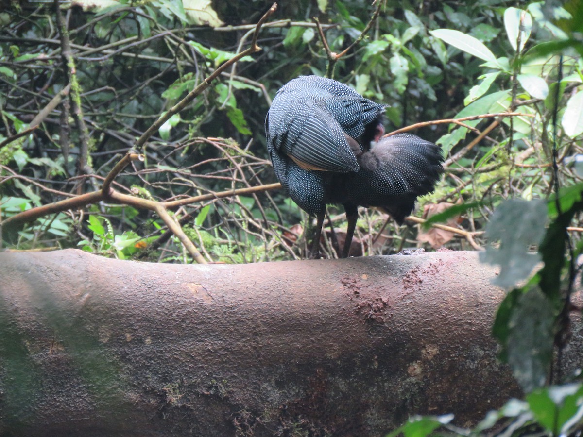 Eastern Crested Guineafowl - Beniamino Tuliozi