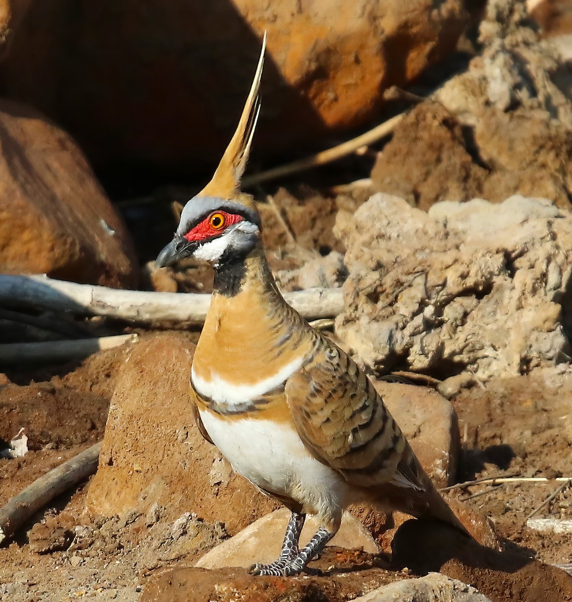 Spinifex Pigeon - ML623254724