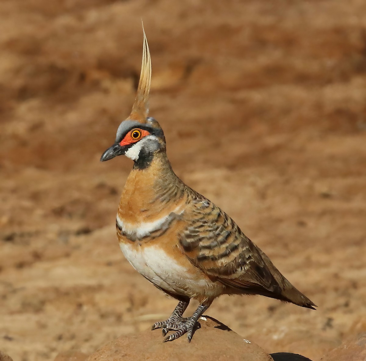 Spinifex Pigeon - ML623254735