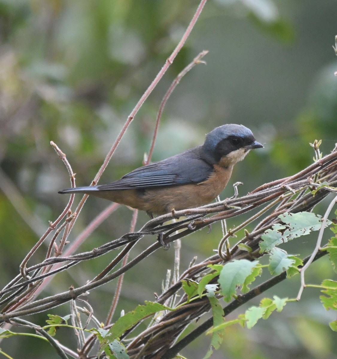 Fawn-breasted Tanager - Diorgines Dias I samazul.com