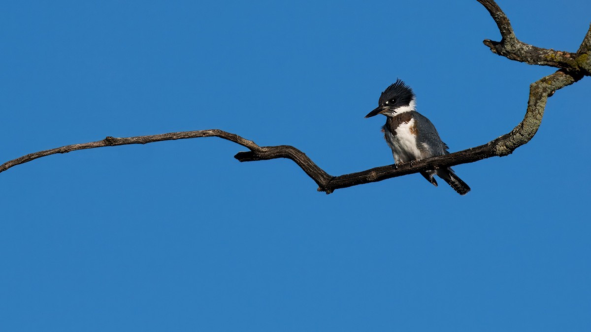 Belted Kingfisher - ML623254850