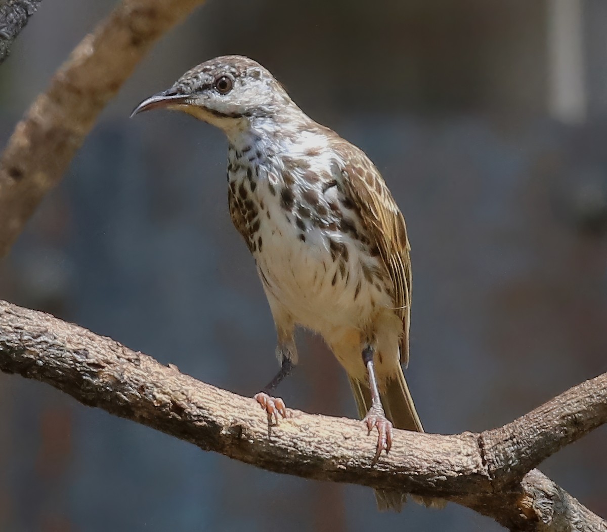 Bar-breasted Honeyeater - ML623254961