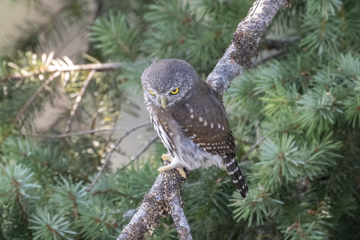 Northern Pygmy-Owl - ML623254975