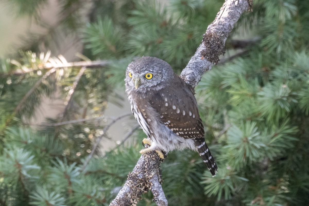 Northern Pygmy-Owl - ML623254978