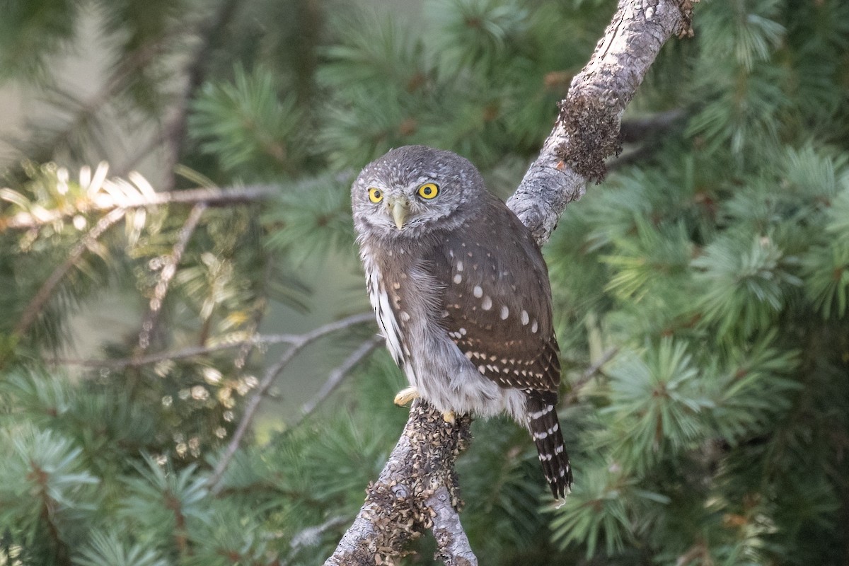 Northern Pygmy-Owl - ML623254984