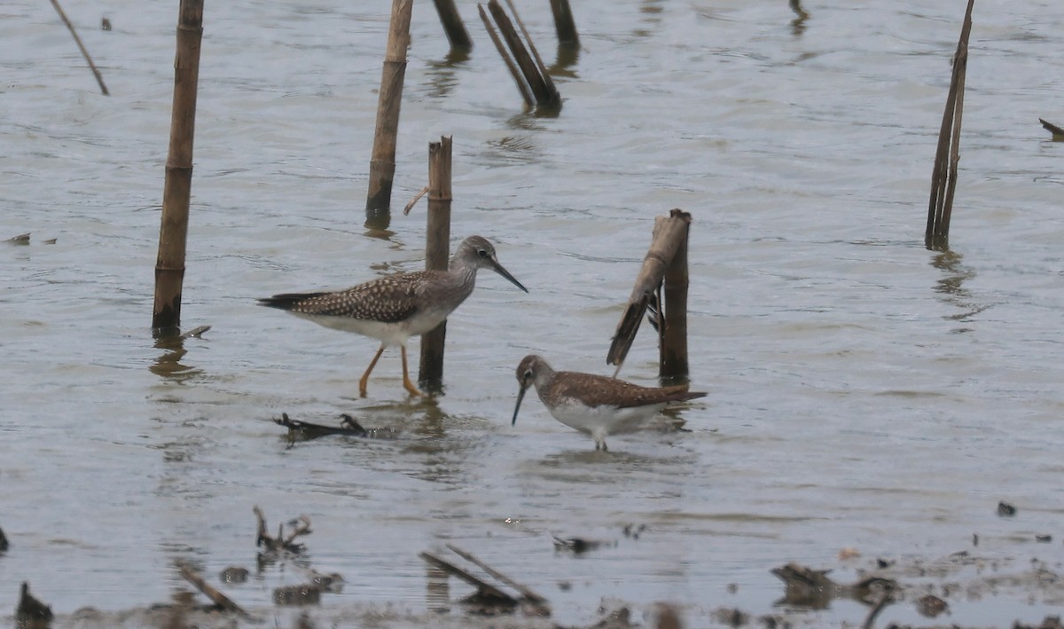 Lesser Yellowlegs - ML623255063