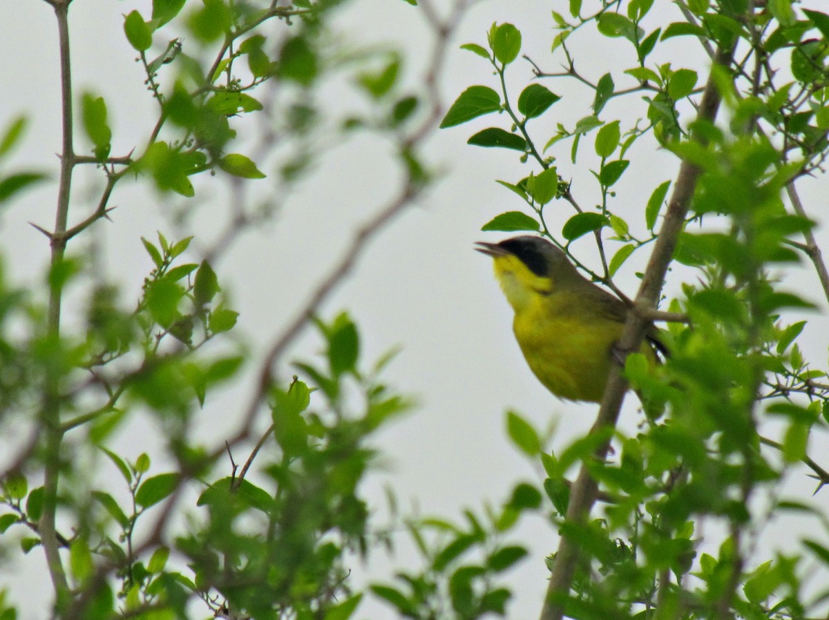 Southern Yellowthroat - ML623255080