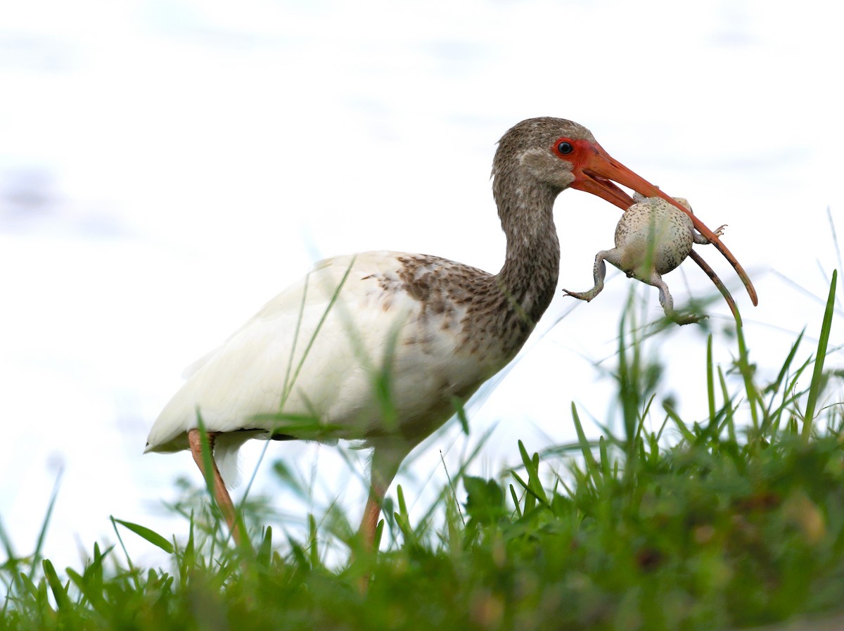 White Ibis - ML623255087