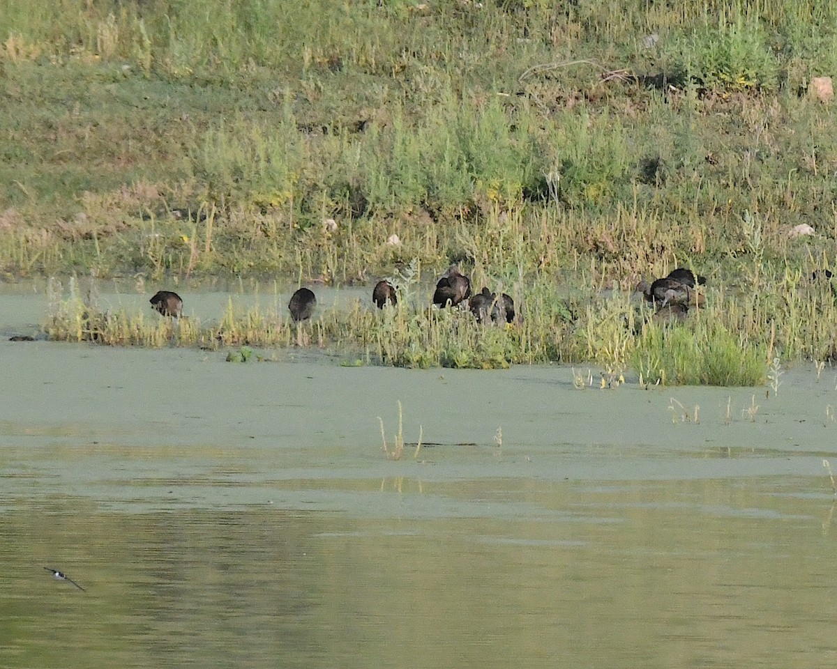 White-faced Ibis - ML623255251