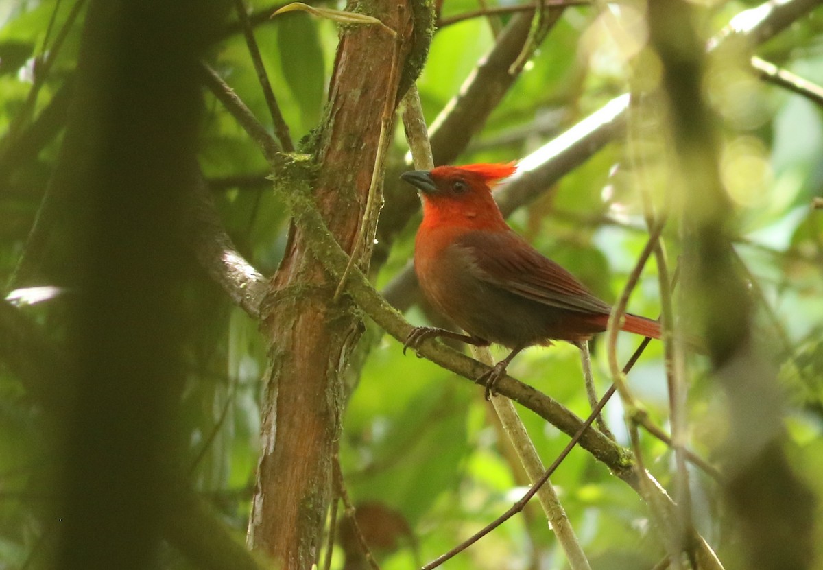 Crested Ant-Tanager - Julian Zuleta (Organización Ambiental Vida silvestre)