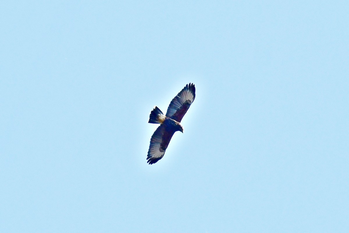 Harris's Hawk - ML623255275