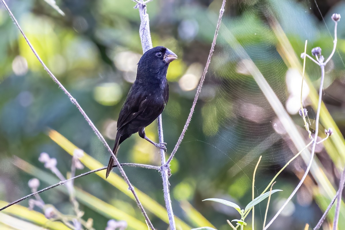 Thick-billed Seed-Finch - ML623255377