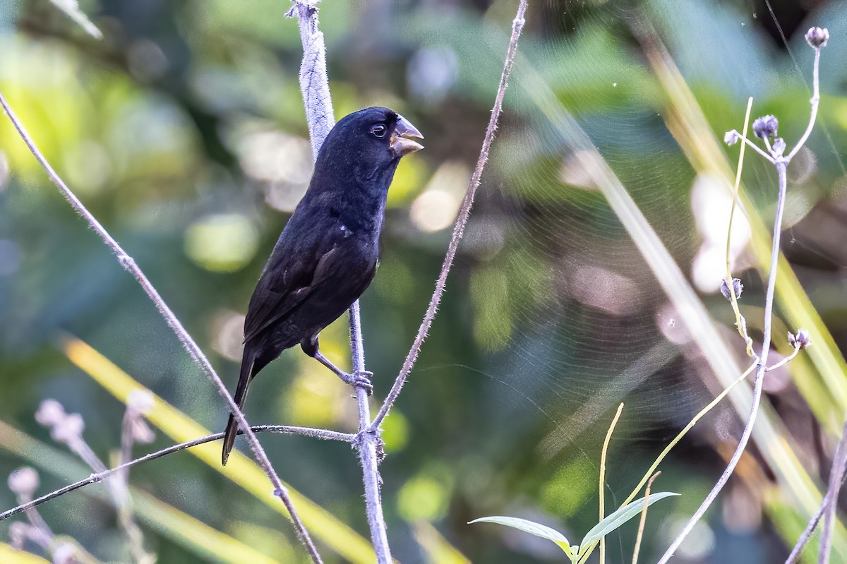 Thick-billed Seed-Finch - ML623255381