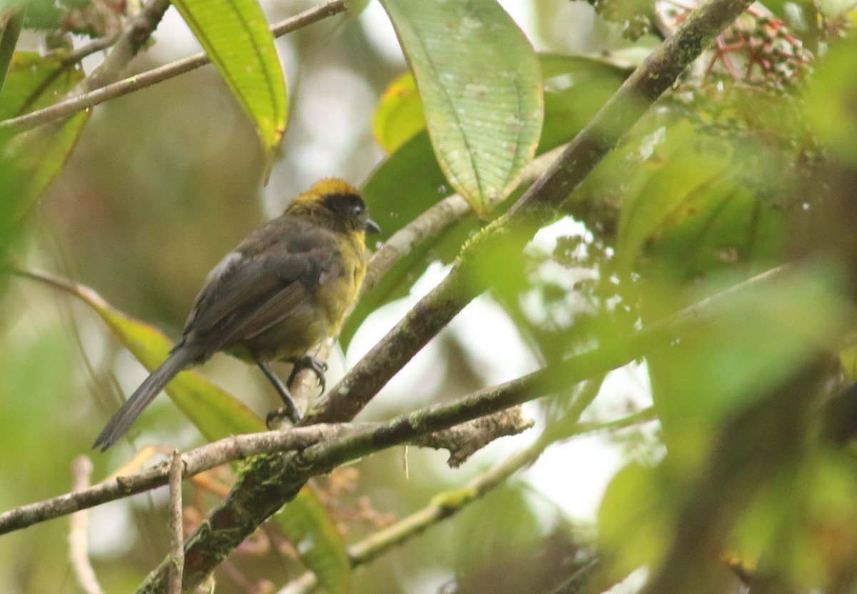 Tricolored Brushfinch - ML623255402