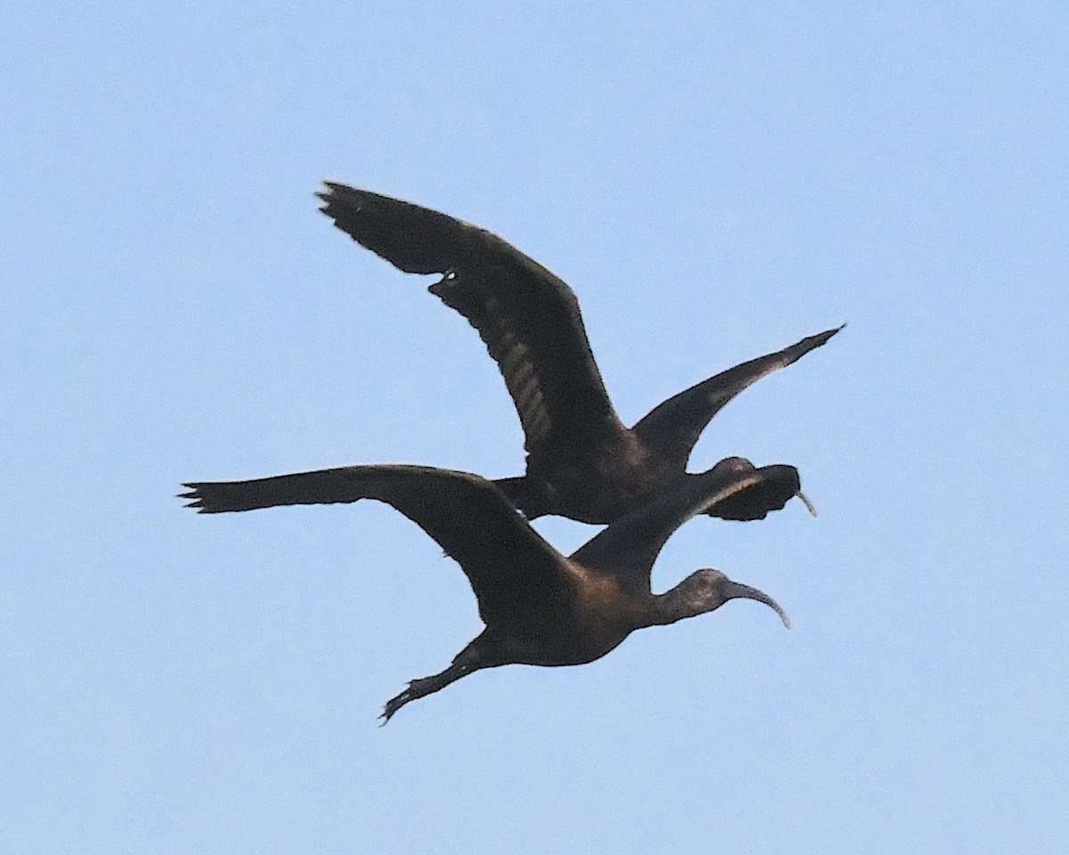 White-faced Ibis - ML623255413