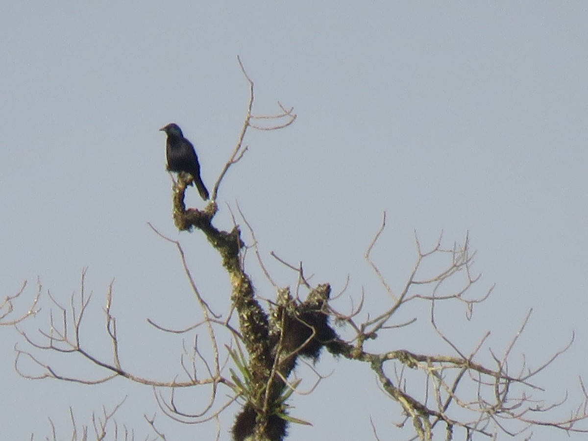 Waller's Starling - ML623255504