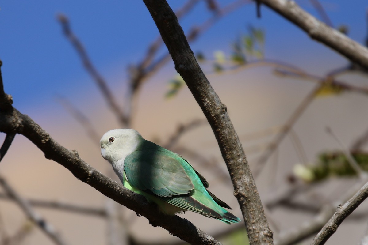 Gray-headed Lovebird - Anne-Marie Harris