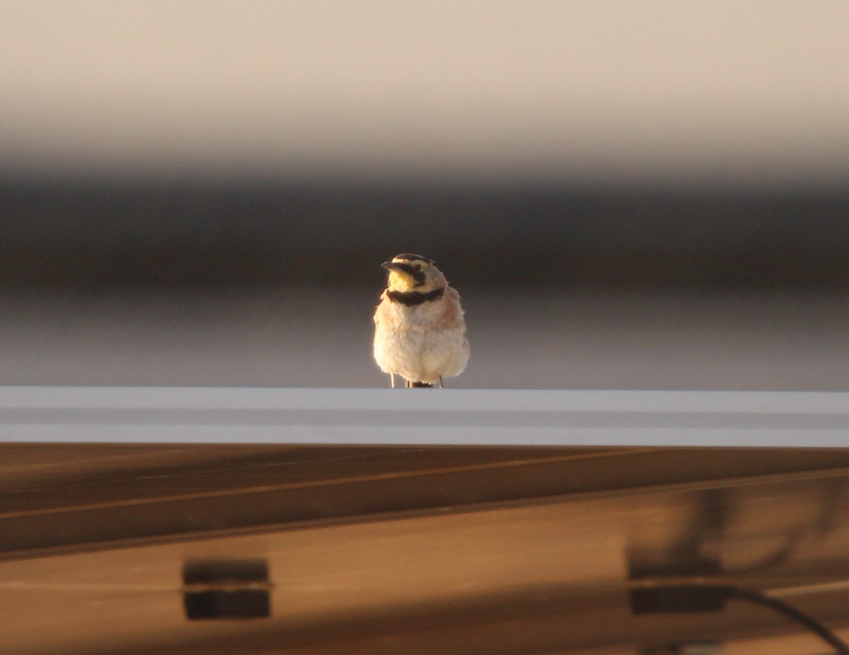 Horned Lark - Braden Meyer