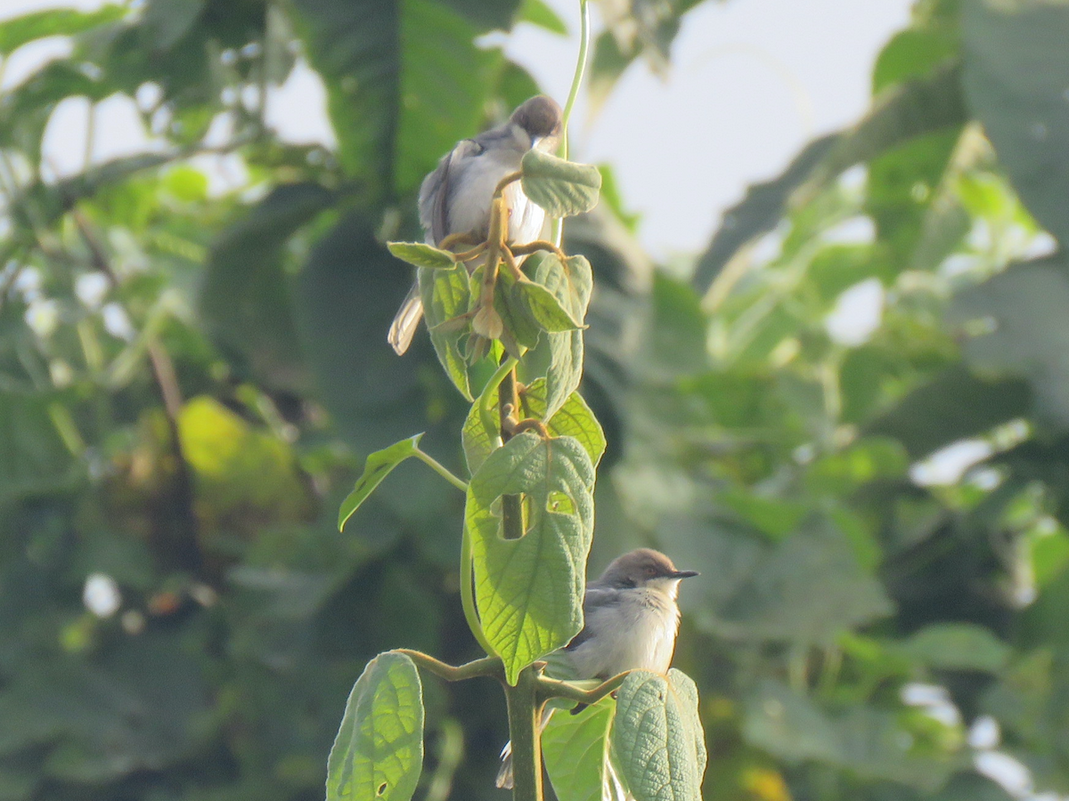 Gray Apalis - ML623255673