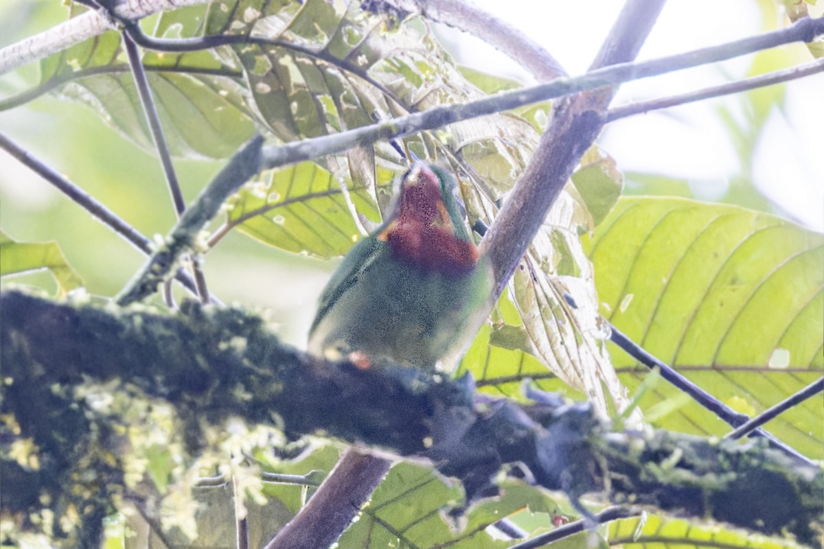 Scarlet-breasted Fruiteater - ML623255726