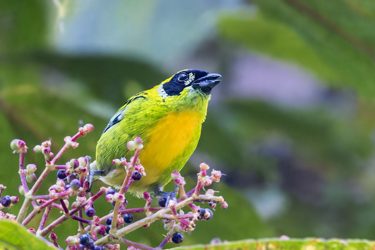 Green-and-gold Tanager - Bradley Hacker 🦜