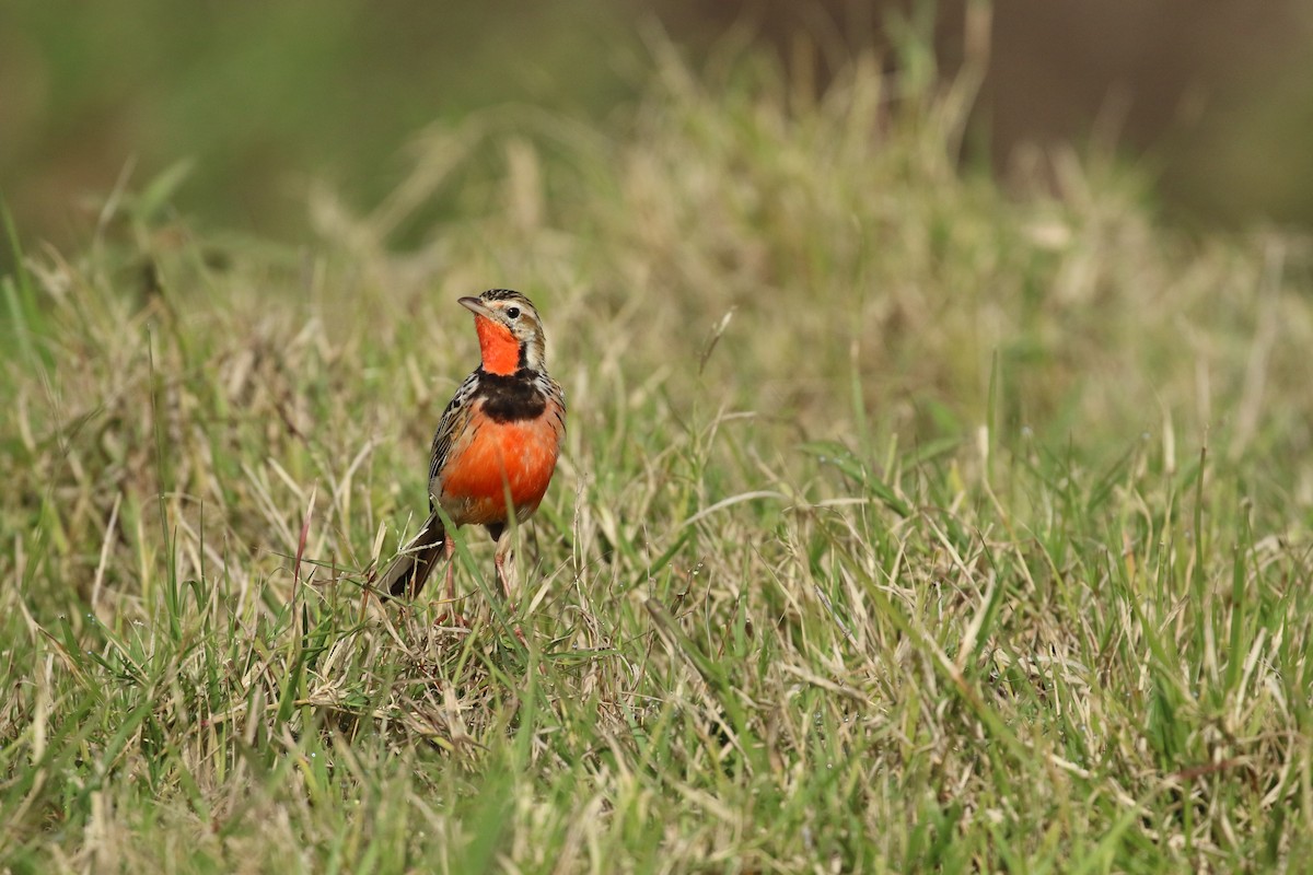 Rosy-throated Longclaw - ML623255781