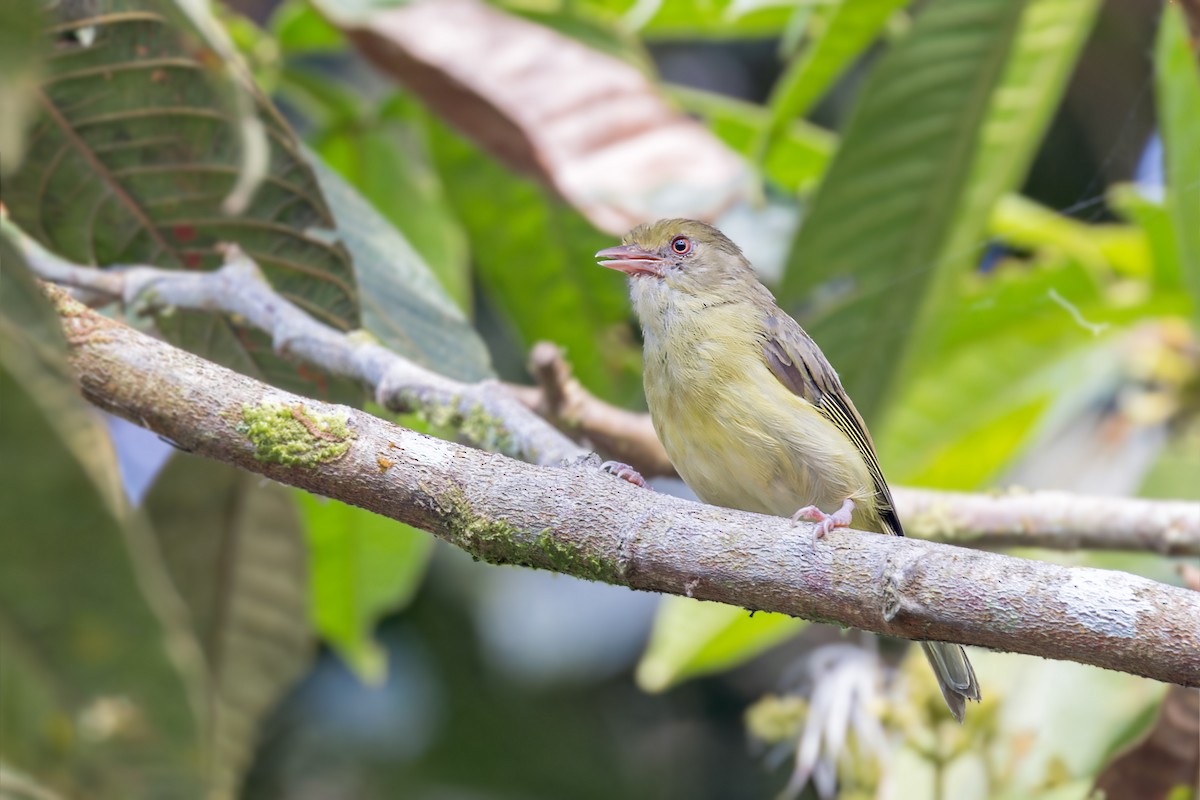 Olivaceous Greenlet - Bradley Hacker 🦜