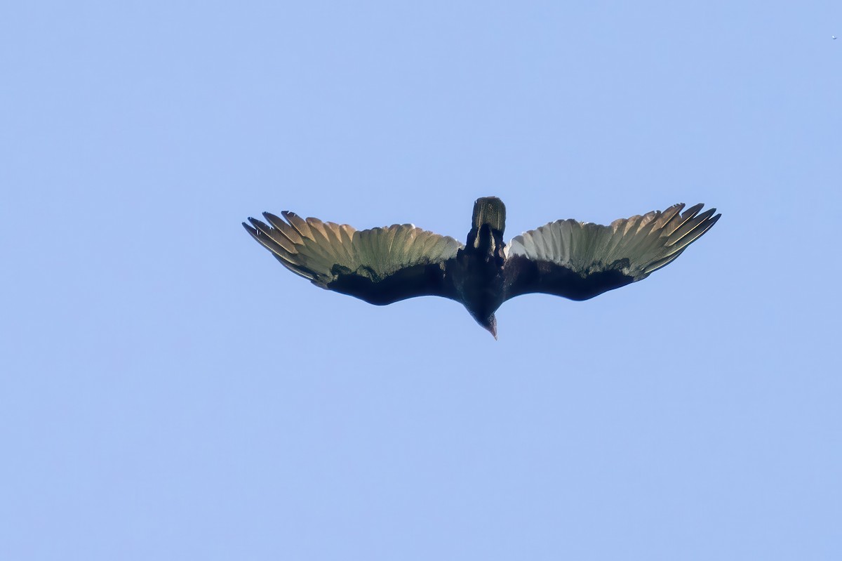 Turkey Vulture - ML623255866