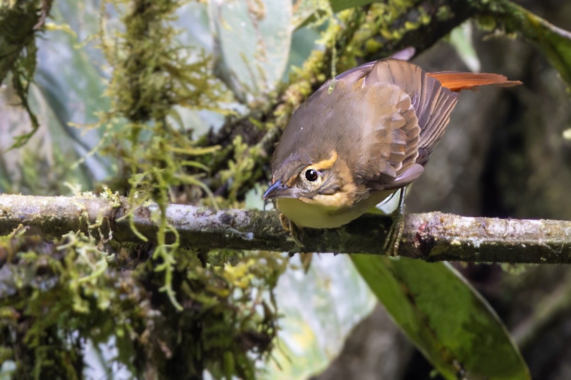 Rufous-rumped Foliage-gleaner - ML623255869