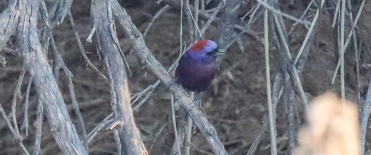 Varied Bunting - robert bowker