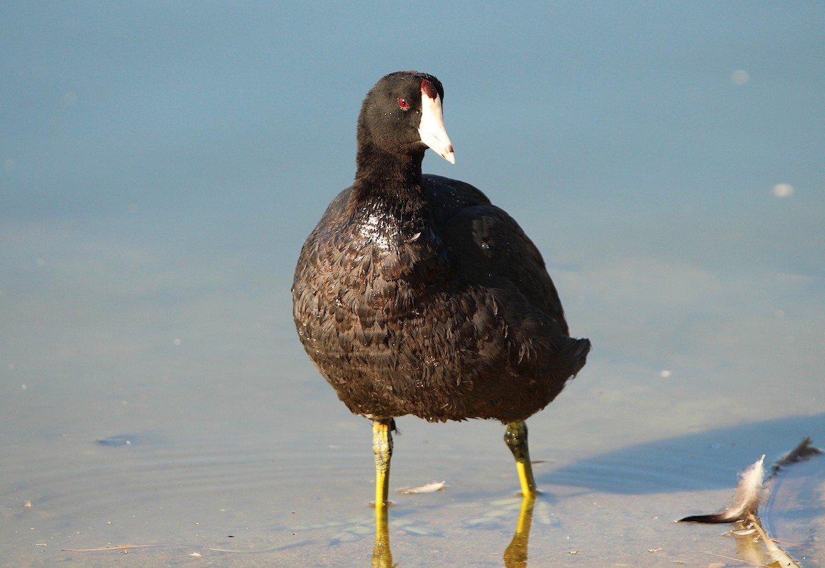 American Coot (Red-shielded) - ML623255936