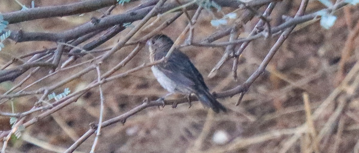 tanımsız Passeriformes sp. - ML623255957