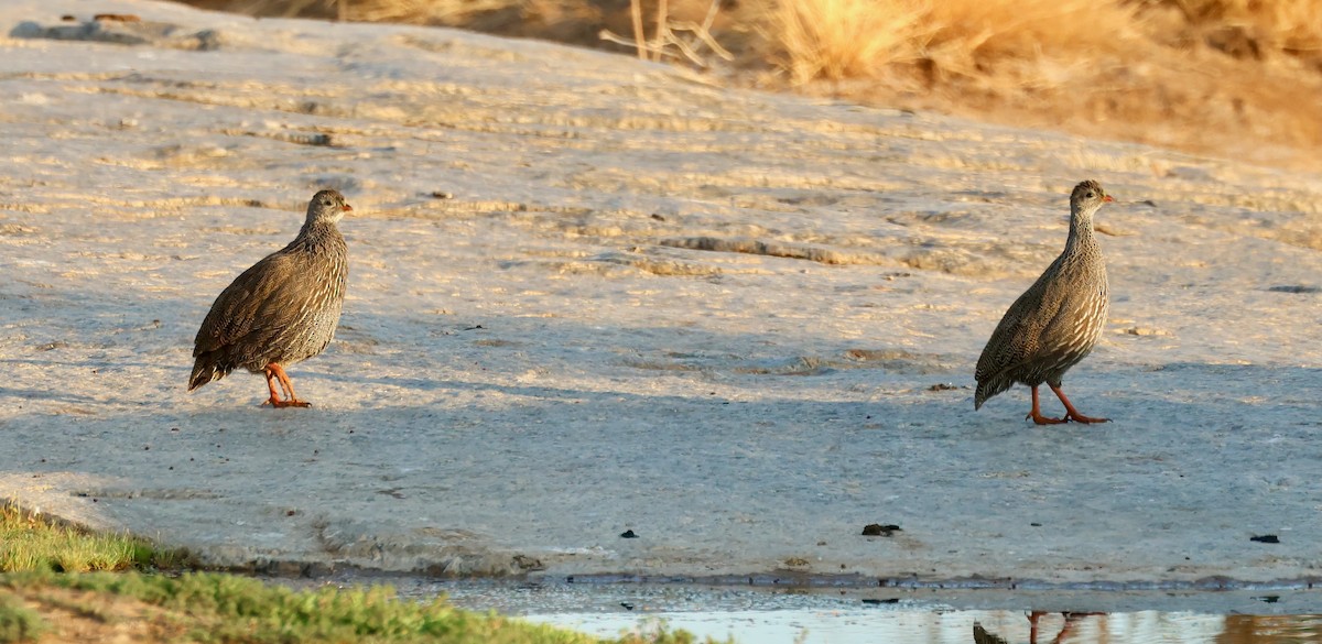 Red-billed Spurfowl - ML623255985