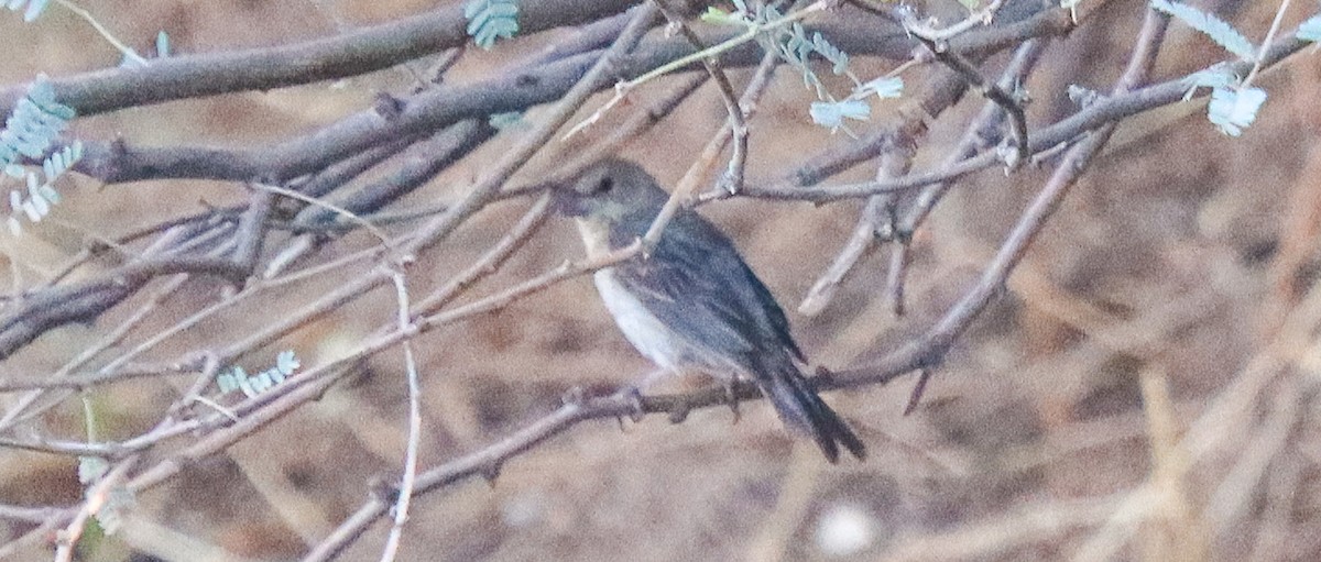 tanımsız Passeriformes sp. - ML623255986