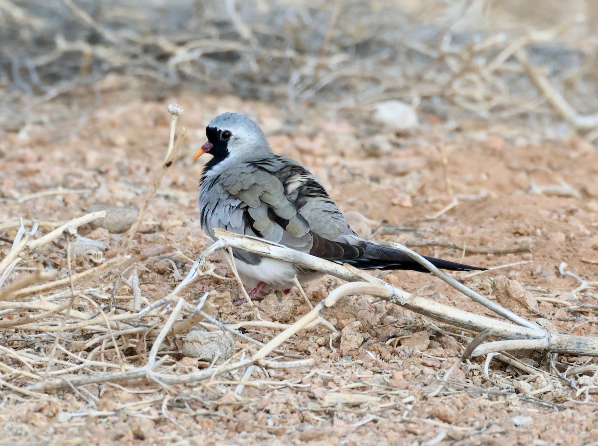 Namaqua Dove - ML623255993