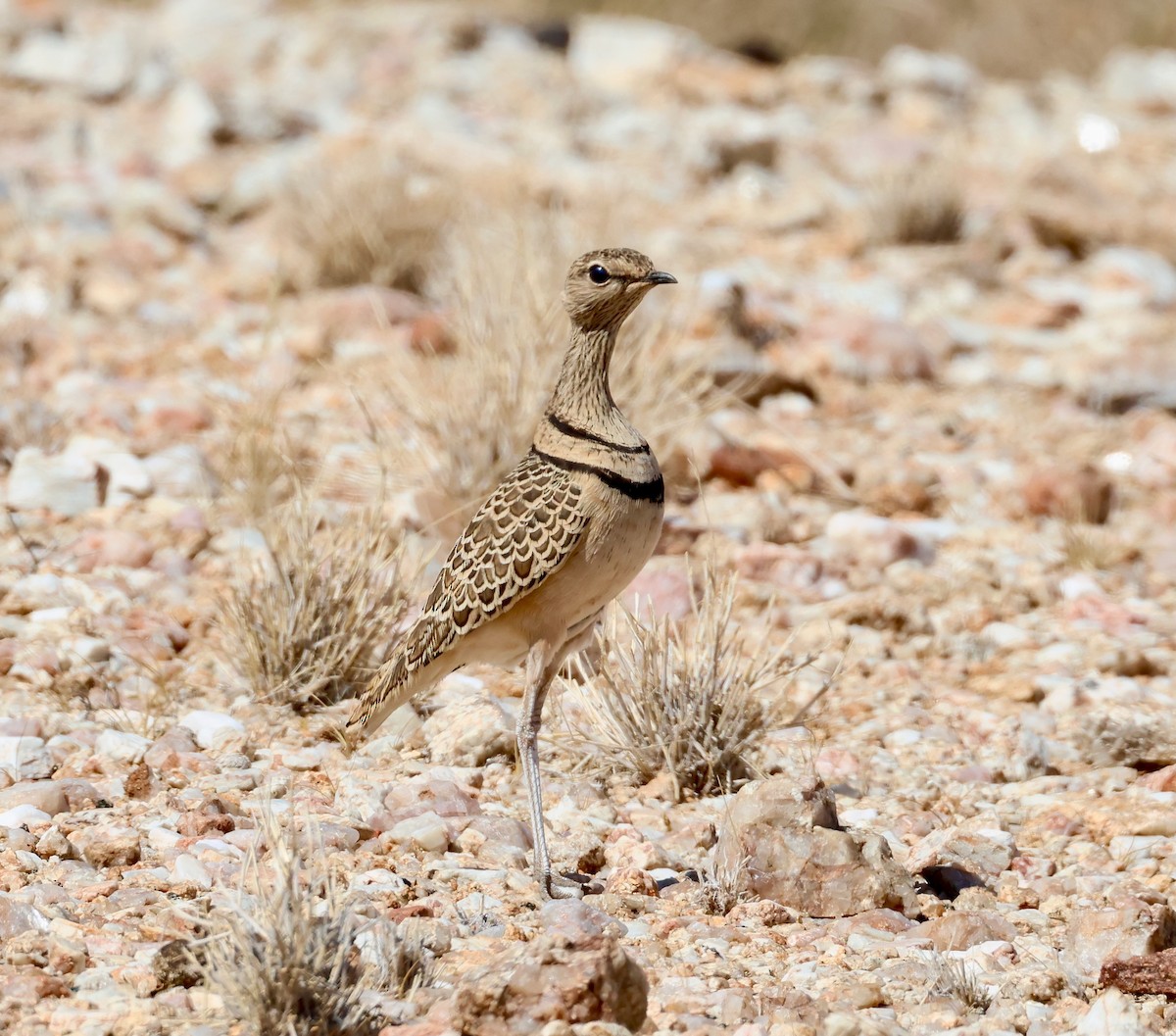 Double-banded Courser - ML623255996