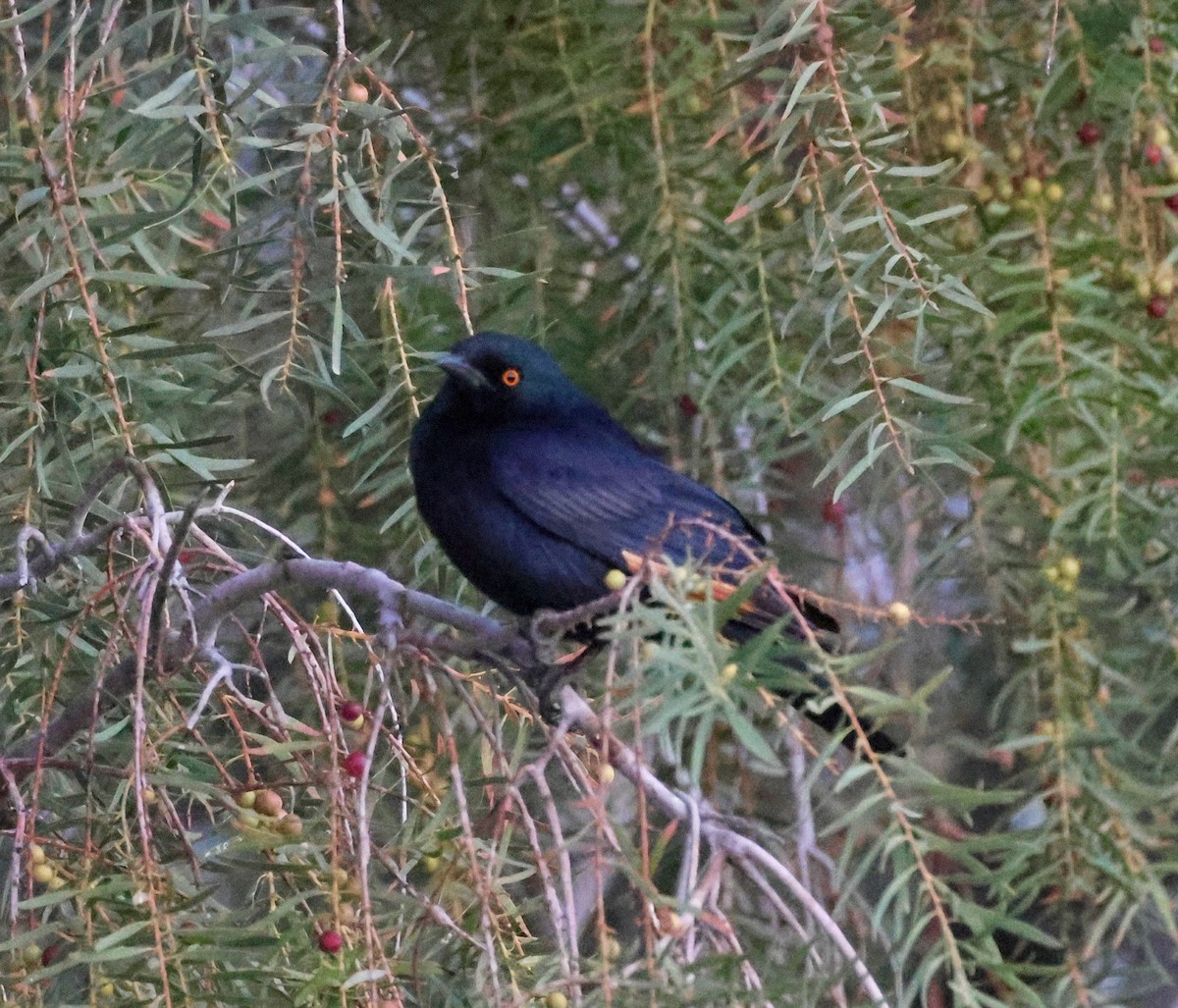 Pale-winged Starling - ML623256024