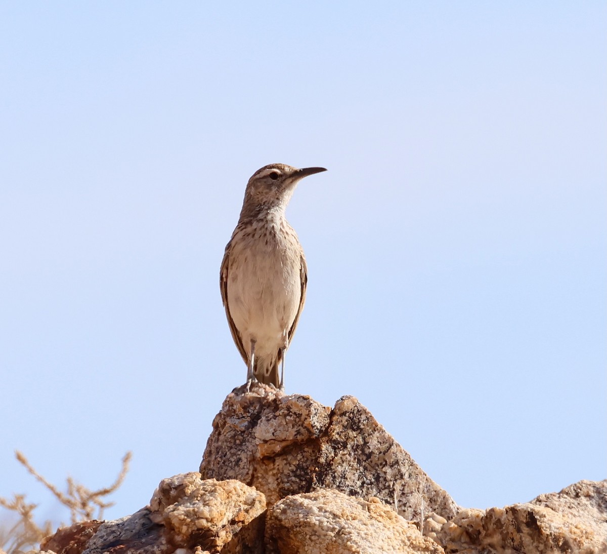 Karoo Long-billed Lark - ML623256032