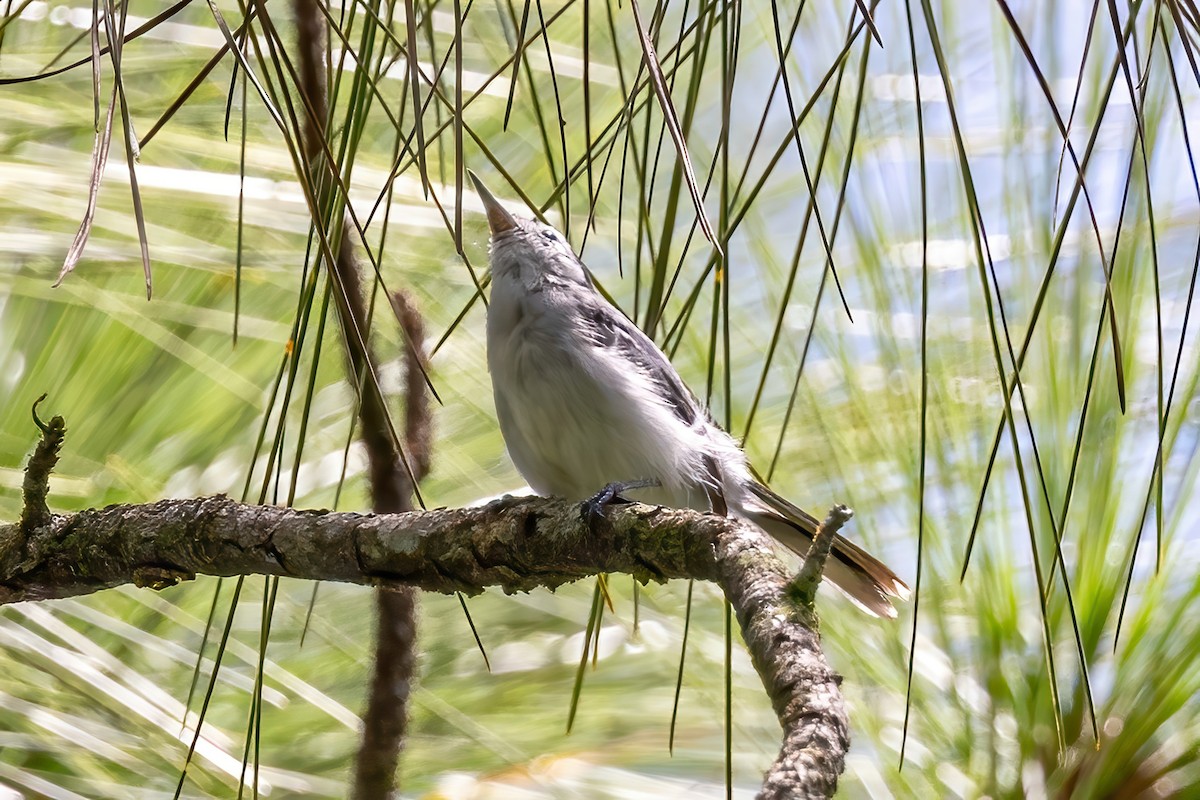 White-browed Gnatcatcher - Sandy & Bob Sipe